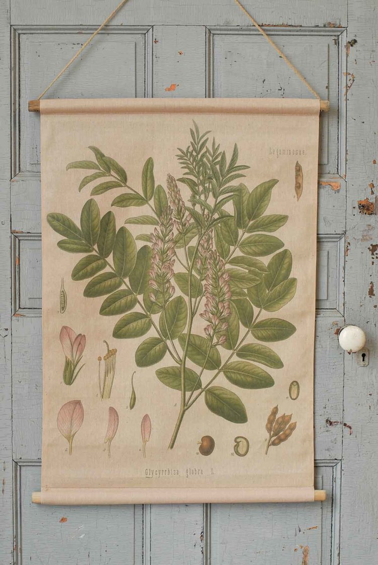 Glycyrrhiza Botanical Canvas