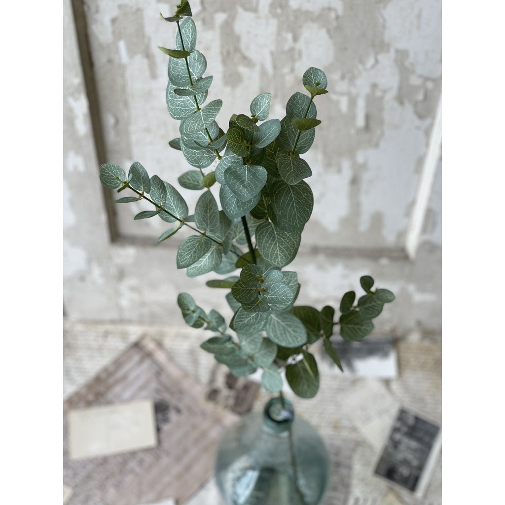 Nova Eucalyptus Stem