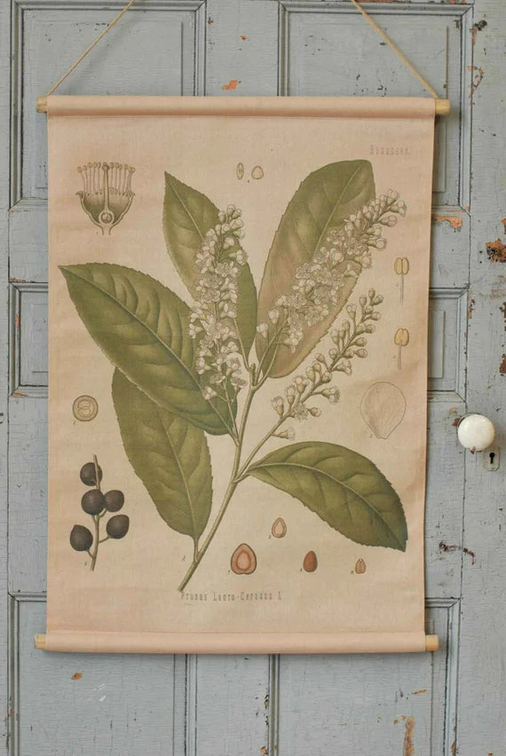 Prunus Lauro Botanical Canvas