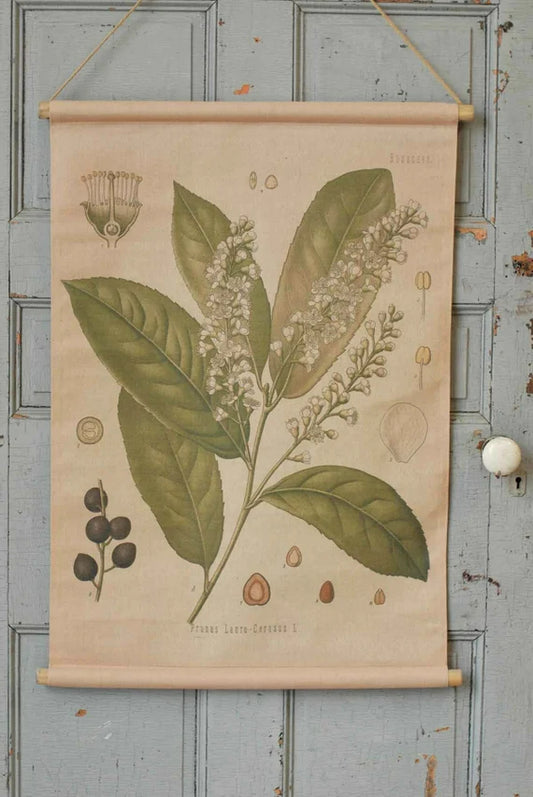 Prunus Lauro Botanical Canvas