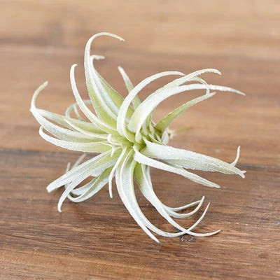 Faux Tillandsia Air Plant