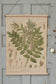 Glycyrrhiza Botanical Canvas