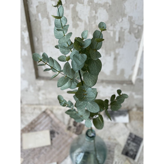 Nova Eucalyptus Stem