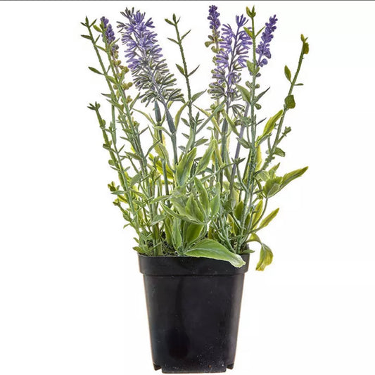 Potted Lavender