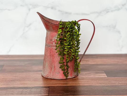 Hanging Angel Fern Stem