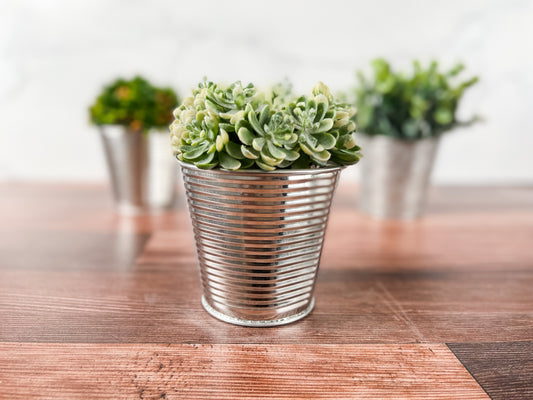 Green Sedum Metal Can Planter