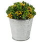 Yellow Bud Succulent in Metal Can Planter