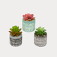 Single Artificial Potted Succulent 3.5"